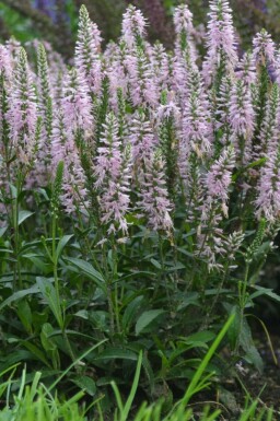 Scheinährige Garten-Ehrenpreis Veronica spicata 'Inspire Pink' 5-10 Topf 9x9 cm (P9)