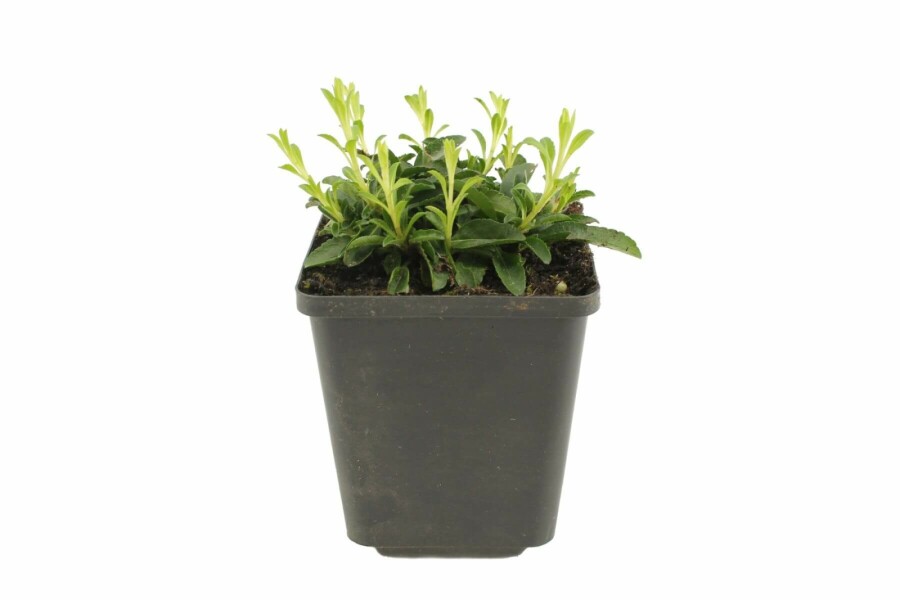 Scheinährige Garten-Ehrenpreis Veronica spicata 'Inspire Pink' 5-10 Topf 9x9 cm (P9) Veronica spicata 'Inspire Pink'