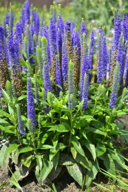 Ehrenpreis Veronica spicata 'Ulster Blue Dwarf' 5-10 Topf 9x9 cm (P9)