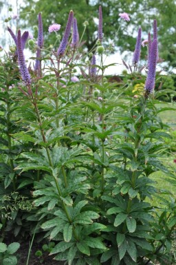 Kandelaber-Ehrenpreis Veronicastrum sibiricum 'Red Arrows' 5-10 Topf 9x9 cm (P9)