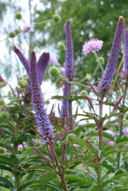 Kandelaber-Ehrenpreis Veronicastrum sibiricum 'Red Arrows' 5-10 Topf 9x9 cm (P9)