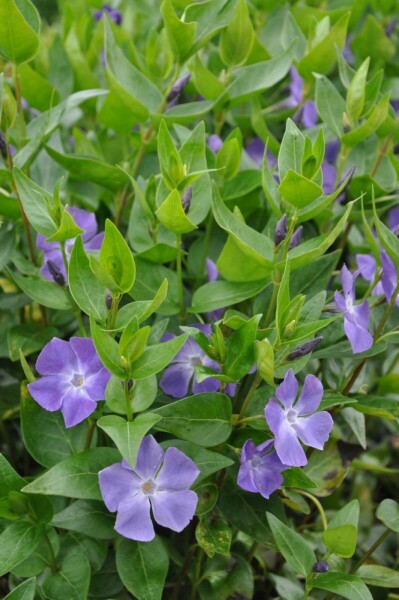 Großes Immergrün Vinca major 10-15 Topf 2 ltr. (C2) Vinca major