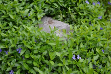 Kleines Immergrün Vinca minor 5-10 Topf 9x9 cm (P9) Vinca minor