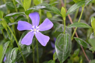 Kleines Immergrün Vinca minor 5-10 Topf 9x9 cm (P9) Vinca minor