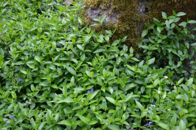 Kleines Immergrün Vinca minor 5-10 Topf 9x9 cm (P9) Vinca minor