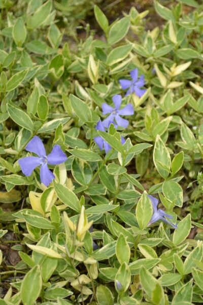 Kleinblättriges weißbuntes Immergrün Vinca minor 'Argenteovariegata' 5-10 Topf 9x9 cm (P9) Vinca minor 'Argenteovariegata'