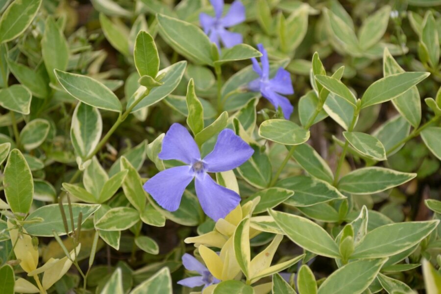Kleinblättriges weißbuntes Immergrün Vinca minor 'Argenteovariegata' 5-10 Topf 9x9 cm (P9) Vinca minor 'Argenteovariegata'