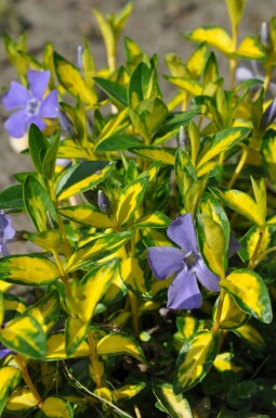 Kleines gelbbuntes ImmergrĂŒn Vinca minor 'Illumination' 10-15 Topf 2 ltr. (C2) Vinca minor 'Illumination'