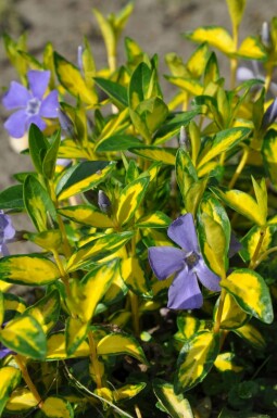 Kleines gelbbuntes Immergrün Vinca minor 'Illumination' 10-15 Topf 2 ltr. (C2)