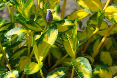 Kleines gelbbuntes Immergrün Vinca minor 'Illumination' 10-15 Topf 2 ltr. (C2) Vinca minor 'Illumination'