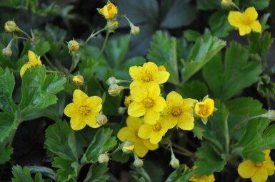Teppich-Golderdbeere Waldsteinia ternata 5-10 Topf 9x9 cm (P9) Waldsteinia ternata