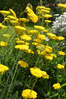 Schafgarbe Achillea filipendulina 'Cloth of Gold' Topf Achillea filipendulina 'Cloth of Gold'