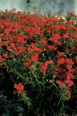 Schafgarbe Achillea millefolium 'Paprika' Topf Achillea millefolium 'Paprika'