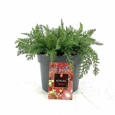 Schafgarbe Achillea millefolium 'Paprika' Topf Achillea millefolium 'Paprika'