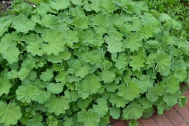Großblättriger Frauenmantel Alchemilla mollis Topf Alchemilla mollis