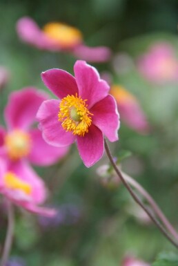 Japan-Herbst-Anemone Anemone hupehensis 'Splendens' Topf Anemone hupehensis 'Splendens'