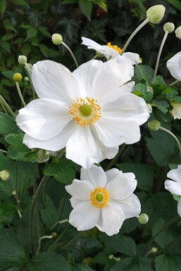 Herbst-Anemone Anemone hybrida 'Honorine Jobert' Topf Anemone hybrida 'Honorine Jobert'