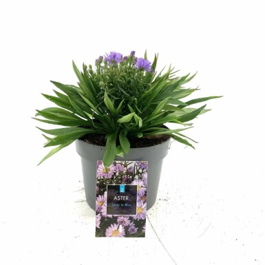 Kissen-Aster Aster dumosus 'Lady in Blue' Topf Aster dumosus 'Lady in Blue'