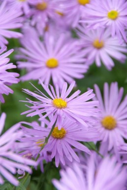 Sommer-Aster Aster frikartii 'Mönch' Topf Aster frikartii 'Mönch'