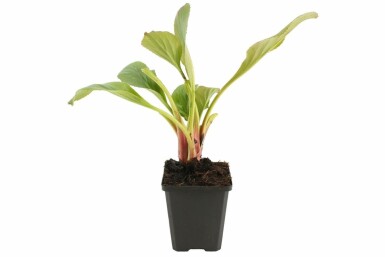 Garten-Bergenie Bergenia cordifolia 'Bressingham White' Topf Bergenia cordifolia 'Bressingham White'