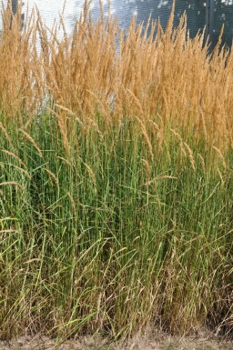 Försters Garten-Reitgras Calamagrostis acutiflora 'Karl Foerster' Topf Calamagrostis acutiflora 'Karl Foerster'