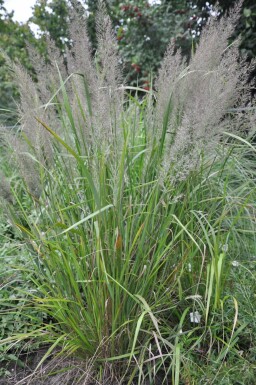 Diamant Reitgras Calamagrostis brachytricha Topf Calamagrostis brachytricha
