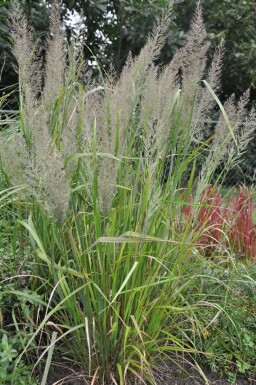 Diamant Reitgras Calamagrostis brachytricha Topf Calamagrostis brachytricha