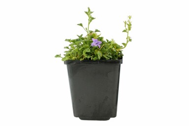 Dalmatiner-Polster-Glockenblume Campanula portenschlagiana Topf Campanula portenschlagiana