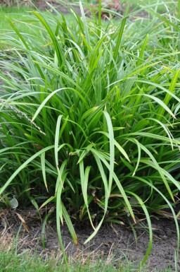 Teppich-Japan-Segge Carex foliosissima 'Irish Green' Topf Carex foliosissima 'Irish Green'