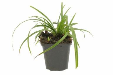 Teppich-Japan-Segge Carex foliosissima 'Irish Green' Topf Carex foliosissima 'Irish Green'