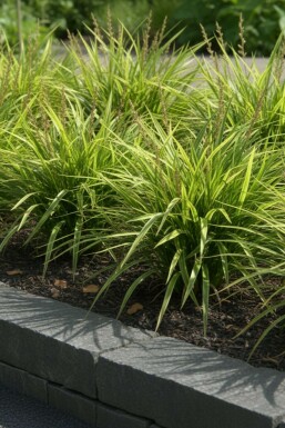Carex morrowii Carex morrowii