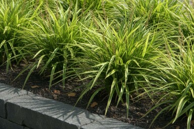 Carex morrowii Carex morrowii