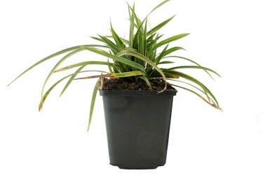 Immergrüne Japansegge Carex morrowii 'Ice Dance' Topf Carex morrowii 'Ice Dance'