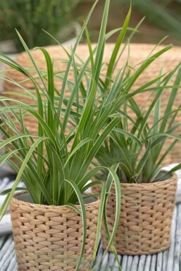Immergrüne Japansegge Carex morrowii 'Ice Dance' Topf Carex morrowii 'Ice Dance'