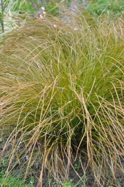 Rote Garten-Segge Carex testacea 'Prairie Fire' Topf Carex testacea 'Prairie Fire'