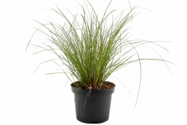Rote Garten-Segge Carex testacea 'Prairie Fire' Topf Carex testacea 'Prairie Fire'