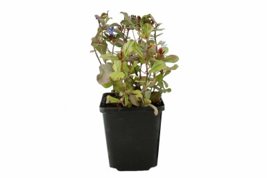 Chinesische Bleiwurz Ceratostigma plumbaginoides Topf Ceratostigma plumbaginoides