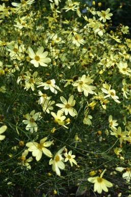 Quirlblättriges Garten-Schönauge Coreopsis verticillata 'Moonbeam' Topf Coreopsis verticillata 'Moonbeam'