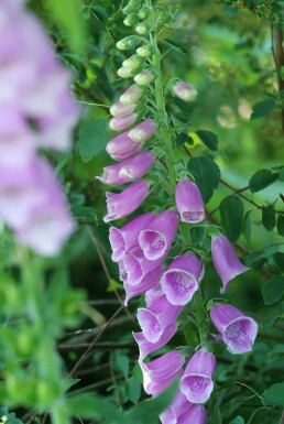 Fingerhut Digitalis purpurea Topf Digitalis purpurea