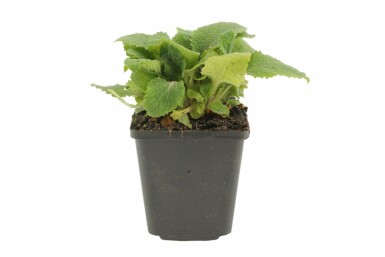 Fingerhut Digitalis purpurea Topf Digitalis purpurea