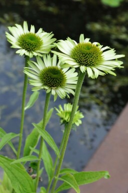 Grüner Sonnenhut Echinacea purpurea 'Green Jewel' Topf Echinacea purpurea 'Green Jewel'