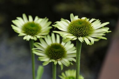 Grüner Sonnenhut Echinacea purpurea 'Green Jewel' Topf Echinacea purpurea 'Green Jewel'