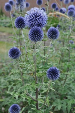Kugeldistel Echinops bannaticus 'Blue Glow' Topf Echinops bannaticus 'Blue Glow'