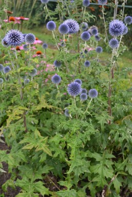 Kugeldistel Echinops ritro Topf Echinops ritro