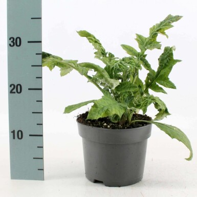 Kugeldistel Echinops ritro Topf Echinops ritro