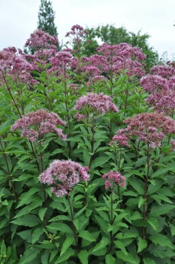 Purpurdost Eupatorium maculatum 'Atropurpureum' Topf Eupatorium maculatum 'Atropurpureum'