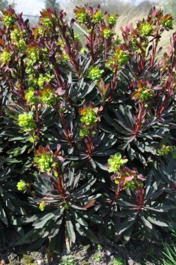 RotblÀttrige Garten-Wolfsmilch Euphorbia amygdaloides 'Purpurea' Topf Euphorbia amygdaloides 'Purpurea'