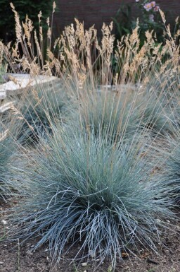 Blau-Schwingel Festuca glauca 'Elijah Blue' Topf Festuca glauca 'Elijah Blue'