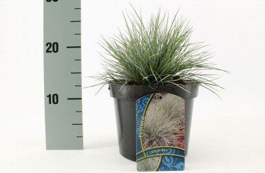 Blau-Schwingel Festuca glauca 'Elijah Blue' Topf Festuca glauca 'Elijah Blue'