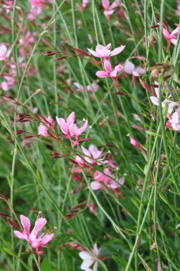 Prachtkerze Gaura lindheimeri 'Siskiyou Pink' Topf Gaura lindheimeri 'Siskiyou Pink'